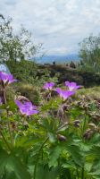 Rundreise Island - Ausflug Goldener Kreis // Nationalpark Thingvellir