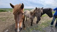 Rundreise Island - Ausflug Goldener Kreis // Islandpferde