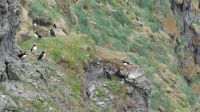 Rundreise Island - Fotostopp bei den Puffins (Papageitaucher)