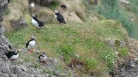 Rundreise Island - Fotostopp bei den Puffins (Papageitaucher)