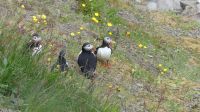 Rundreise Island - Fotostopp bei den Puffins (Papageitaucher)