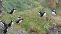 Rundreise Island - Fotostopp bei den Puffins (Papageitaucher)