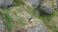 Rundreise Island - Fotostopp bei den Puffins (Papageitaucher)