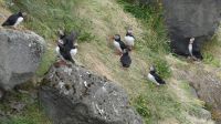 Rundreise Island - Fotostopp bei den Puffins (Papageitaucher)