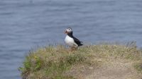 Rundreise Island - Fotostopp bei den Puffins (Papageitaucher)