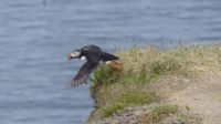 Rundreise Island - Fotostopp bei den Puffins (Papageitaucher)