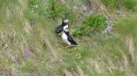 Rundreise Island - Fotostopp bei den Puffins (Papageitaucher)