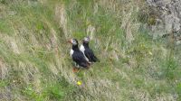 Rundreise Island - Fotostopp bei den Puffins (Papageitaucher)