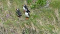 Rundreise Island - Fotostopp bei den Puffins (Papageitaucher)