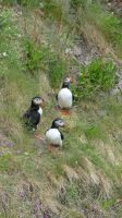 Rundreise Island - Fotostopp bei den Puffins (Papageitaucher)