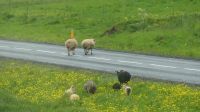 Rundreise Island - Schafe am schwarzen Strand von Vik