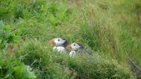 Rundreise Island - Puffins an der Landspitze Dyrholaey