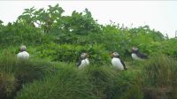 Rundreise Island - Puffins an der Landspitze Dyrholaey