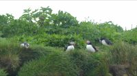 Rundreise Island - Puffins an der Landspitze Dyrholaey