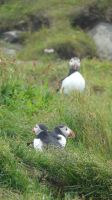 Rundreise Island - Puffins an der Landspitze Dyrholaey