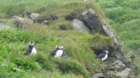 Rundreise Island - Puffins an der Landspitze Dyrholaey