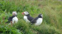 Rundreise Island - Puffins an der Landspitze Dyrholaey