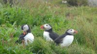 Rundreise Island - Puffins an der Landspitze Dyrholaey