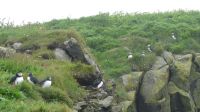 Rundreise Island - Puffins an der Landspitze Dyrholaey
