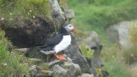 Rundreise Island - Puffins an der Landspitze Dyrholaey