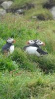 Rundreise Island - Puffins an der Landspitze Dyrholaey