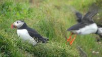 Rundreise Island - Puffins an der Landspitze Dyrholaey