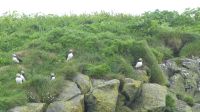 Rundreise Island - Puffins an der Landspitze Dyrholaey