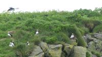 Rundreise Island - Puffins an der Landspitze Dyrholaey