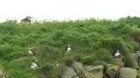 Rundreise Island - Puffins an der Landspitze Dyrholaey