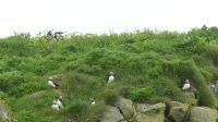 Rundreise Island - Puffins an der Landspitze Dyrholaey
