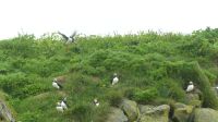 Rundreise Island - Puffins an der Landspitze Dyrholaey
