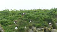 Rundreise Island - Puffins an der Landspitze Dyrholaey