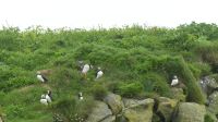 Rundreise Island - Puffins an der Landspitze Dyrholaey