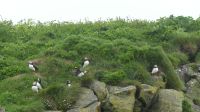 Rundreise Island - Puffins an der Landspitze Dyrholaey