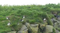 Rundreise Island - Puffins an der Landspitze Dyrholaey
