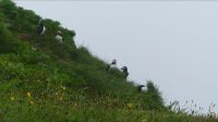 Rundreise Island - Puffins an der Landspitze Dyrholaey