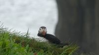 Rundreise Island - Puffins an der Landspitze Dyrholaey