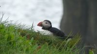 Rundreise Island - Puffins an der Landspitze Dyrholaey