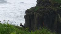 Rundreise Island - Puffins an der Landspitze Dyrholaey