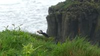 Rundreise Island - Puffins an der Landspitze Dyrholaey