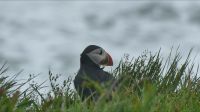 Rundreise Island - Puffins an der Landspitze Dyrholaey