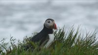 Rundreise Island - Puffins an der Landspitze Dyrholaey