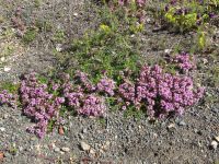 Leben auf den kargen Böden