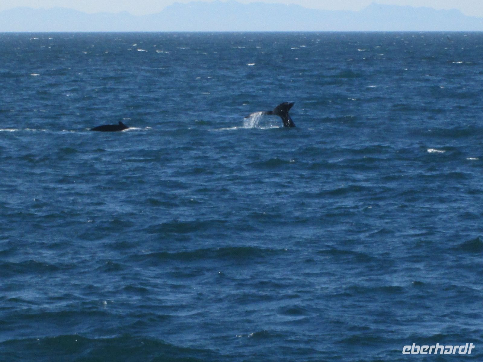 Sichtung von Buckelwalen