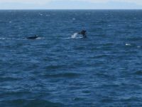 Sichtung von Buckelwalen