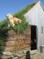 die 2 Hofhunde von Lytingsstadir