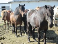 Pferdehof Lytingsstadir