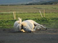 wälzen nach einem Ausritt um sich abzukühlen