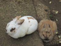 auf der Suche nach Polarfüchsen Zwergkaninchen entdeckt :-)