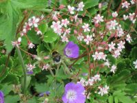 im Garten von Petras Steinesammlung